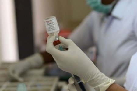 Gürcüstanda donuz qripindən daha bir nəfər ölüb