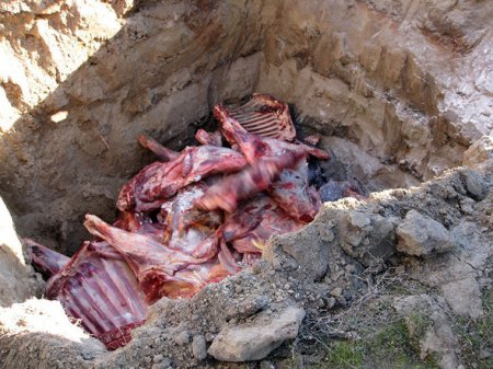Qidaya yararsız 1 tondan çox ət aşkarlandı