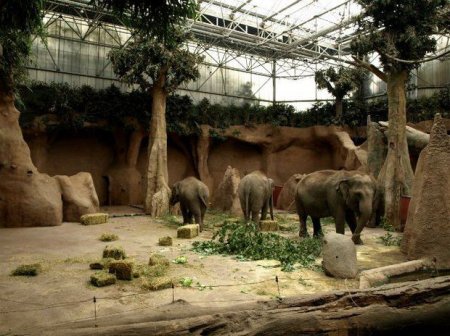 Bakıda böyük zoopark yaradılır