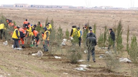 “Azəryolservis”: 14 500 ağac əkildi