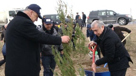 “Azəryolservis”: 14 500 ağac əkildi