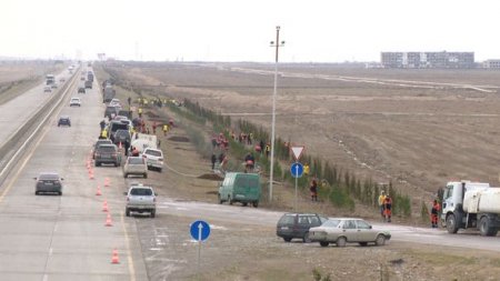 “Azəryolservis”: 14 500 ağac əkildi