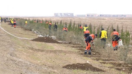 “Azəryolservis”: 14 500 ağac əkildi