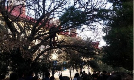 Sumqayıtda intihara cəhd: özünü ağacdan asmaq istədi