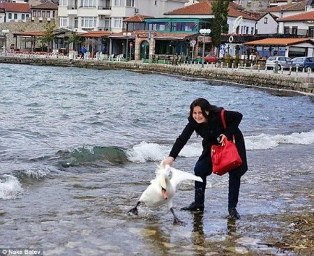Turist şəkil naminə qu quşunun ölümünə bais oldu