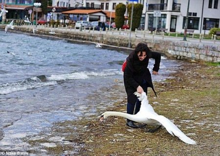 Turist şəkil naminə qu quşunun ölümünə bais oldu