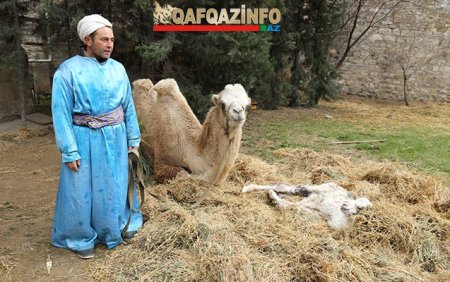 Bayram tədbirinə gətirilən dəvə doğdu