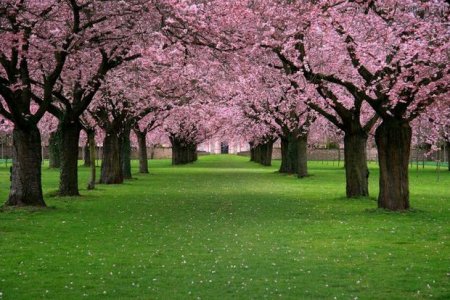 Yaponiyanın rəmzi sayılan sakura çiçək açıb
