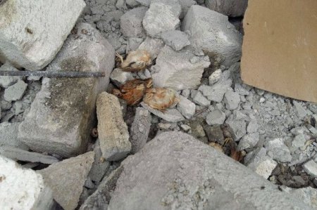 Şəkillərdə: Cəbhə bölgəsində dağılan evlər