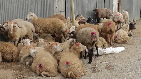Sabahdan heyvanlarda kütləvi peyvəndləmə tədbirinə başlanılır