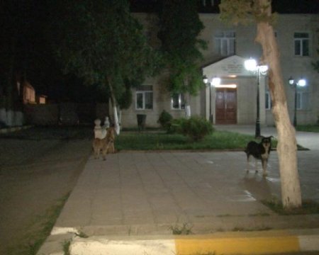 Gecələr sahibsiz itlər təhlükə yaradır