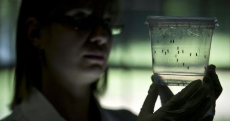 ABŞ-da Zika virusu daşıyıcıları artıb