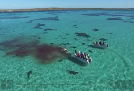 Turistlər 70 köpək balığının balinaya hücumunu videoya çəkiblər