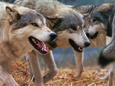 İsmayıllıda canavarlar kəndə hücum etdi: Yaralı var