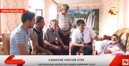 İsmayıllıda canavarlar kəndə hücum etdi: Yaralı var