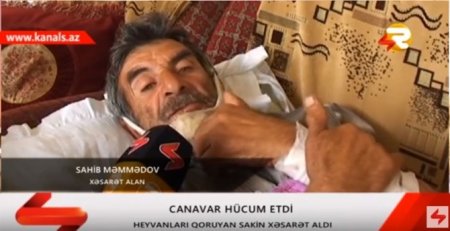 İsmayıllıda canavarlar kəndə hücum etdi: Yaralı var