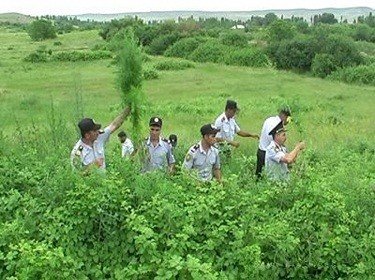 Nazirlik işçisinin çətənə plantasiyası varmış