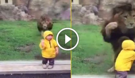 Balaca uşağı parçalamaq istəyən aslanın hücum anı