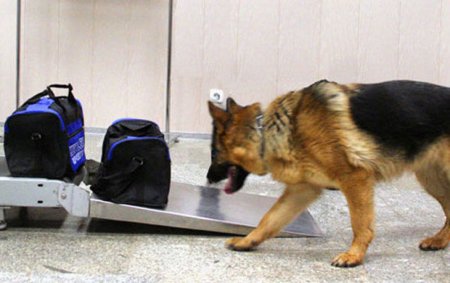 “Nina” avtobusda narkotik tapdı