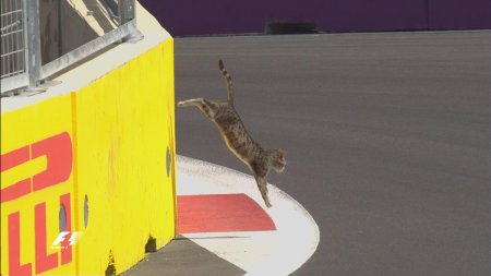 Bakıda "Formula 1" yarışında qeyri-adi hadisə: Pişik yola girdi