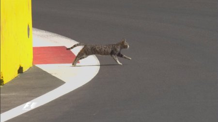 Bakıda "Formula 1" yarışında qeyri-adi hadisə: Pişik yola girdi
