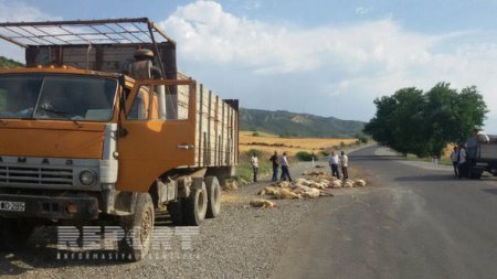 İsmayıllıda yük avtomobili 70 baş qoyunu vurub