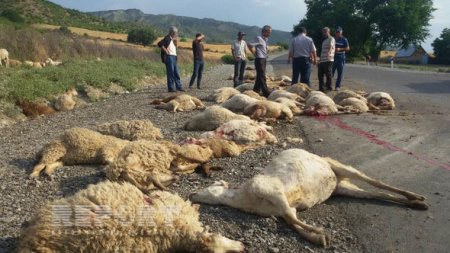 İsmayıllıda yük avtomobili 70 baş qoyunu vurub