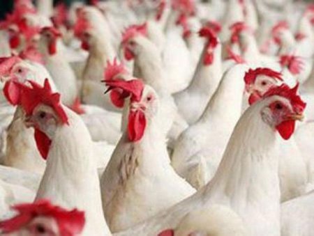 Quş əti məhsullarının qiymətində artım olacaqmı?