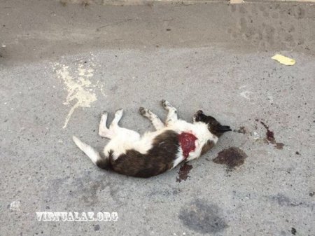 Pirallahıda vəhşilik: Sahibsiz itlər küçədə güllələndi