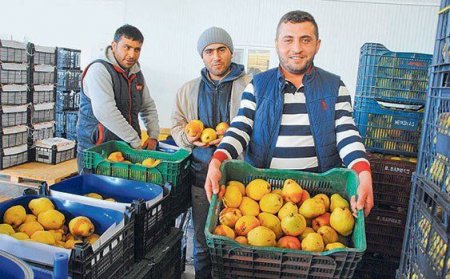 Azərbaycan Türkiyədən 13 milyon dollarlıq meyvə-tərəvəz alıb