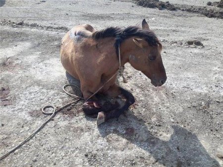 Ağsuda avtomobil atı vurub: Ağır xəsarət alanlar var