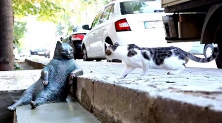İstanbulda Türkiyənin ən məşhur pişiyinə heykəl qoyuldu