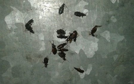 Lahıcda baş vermiş həşərat basqını ilə bağlı
