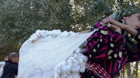 Hacıqabulda təhsil işçiləri pambıq yığımına cəlb edilib