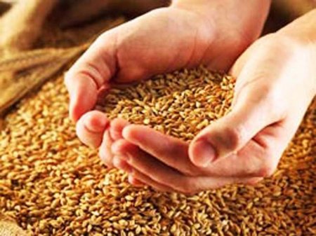 Azərbaycana 350 ton zəhərli buğda göndərilməsinə cəhd olunub