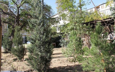 Leyla Əliyevadan göstəriş: Kəsilən 2 ağacın yerinə, 9-u əkildi