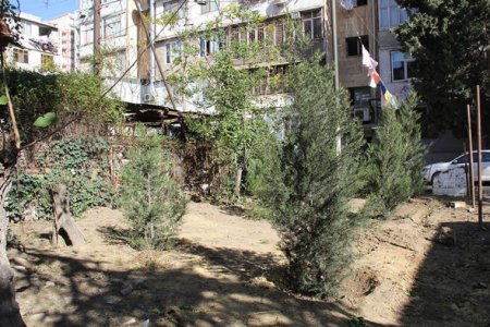 Leyla Əliyevadan göstəriş: Kəsilən 2 ağacın yerinə, 9-u əkildi