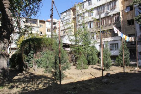 Leyla Əliyevadan göstəriş: Kəsilən 2 ağacın yerinə, 9-u əkildi