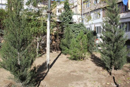 Leyla Əliyevadan göstəriş: Kəsilən 2 ağacın yerinə, 9-u əkildi