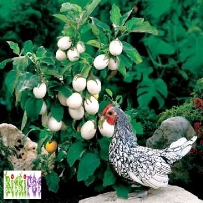 “Yumurta ağacı”: Meyvəsi çox ləzzətlidir