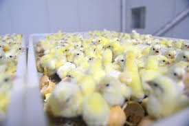 Oskayan və Bozacıyan Azərbaycanı yumurta və toyuq əti ilə təchiz edir Oskayan və Bozacıyan Azərbaycanı yumurta və toyuq əti ilə təchiz edir
