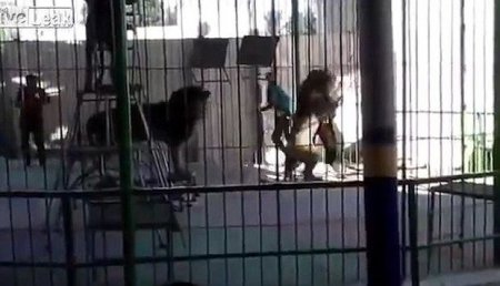 Şir uşaqların gözü önündə təlimçini parçaladı