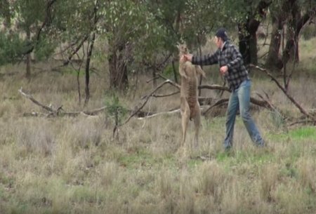 Zoopark kenqurunu vuran əməkdaşını işdən qovmaqdan imtina etdi