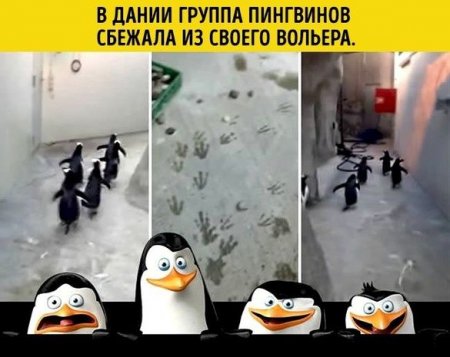 2016-cı ildə internet istifadəçilərinin ən çox paylaşdığı şəkillər