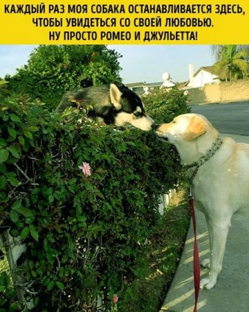 2016-cı ildə internet istifadəçilərinin ən çox paylaşdığı şəkillər