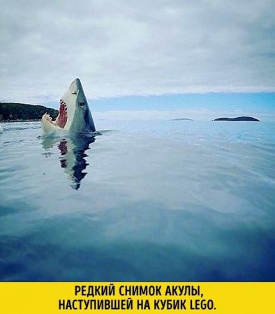 2016-cı ildə internet istifadəçilərinin ən çox paylaşdığı şəkillər