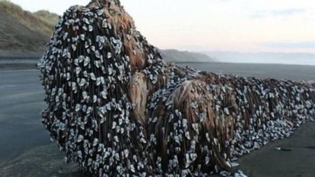 Okeanın dibindəki yadplanetlilər üzə çıxdı