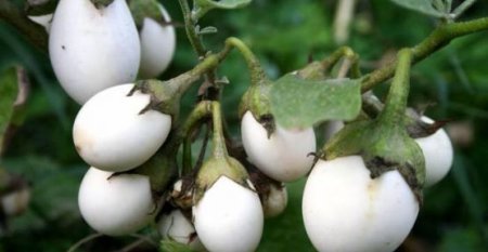 “Yumurta ağacı”: Meyvəsi çox ləzzətlidir