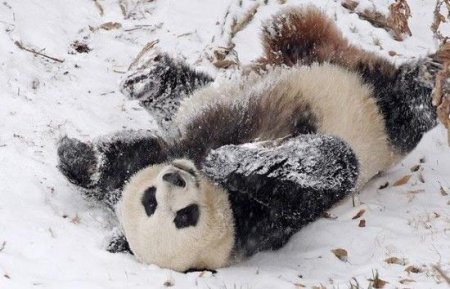 Torontoda panda Qar adamı ilə dalaşdı
