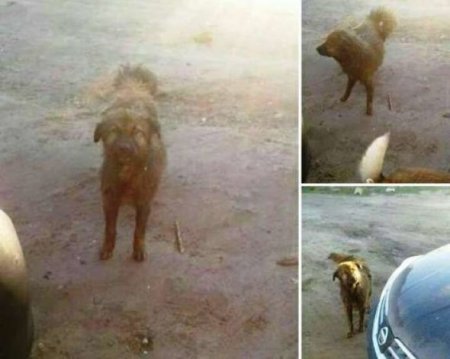 Bakıda itin üstünə benzin tökərək od vurublar